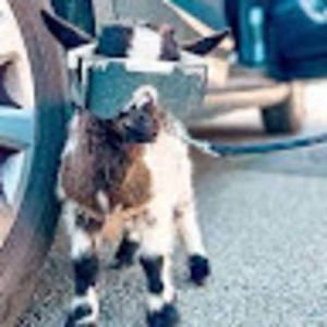 Meet your Posher, Layla